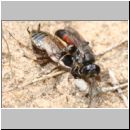 Tachysphex obscuripennis - Grabwespe w01 10mm mit Schabe beim Nesteintrag.jpg